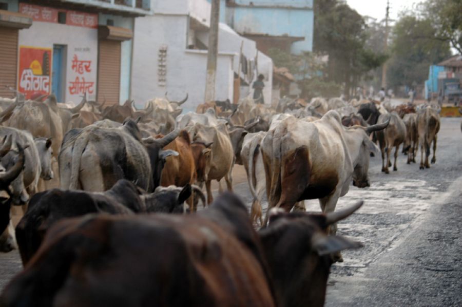 गोत्रा