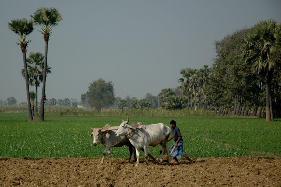 काश्तकारी