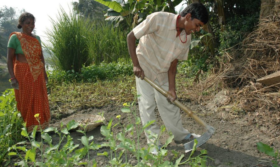 गुड़ाई