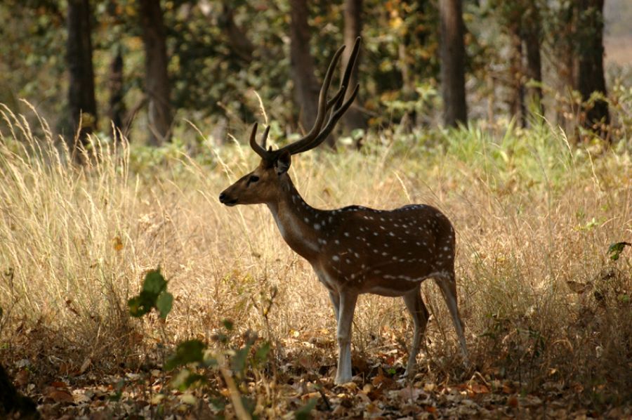 बारहवसिंगा