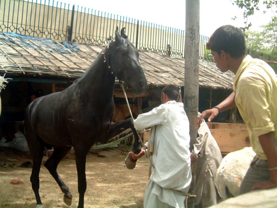 हिनहिनाना