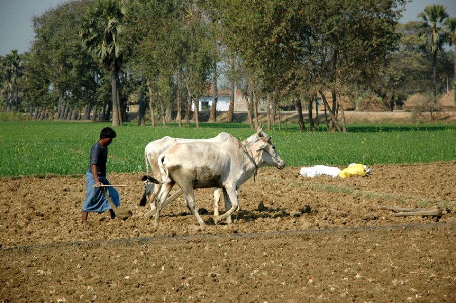 जुताई