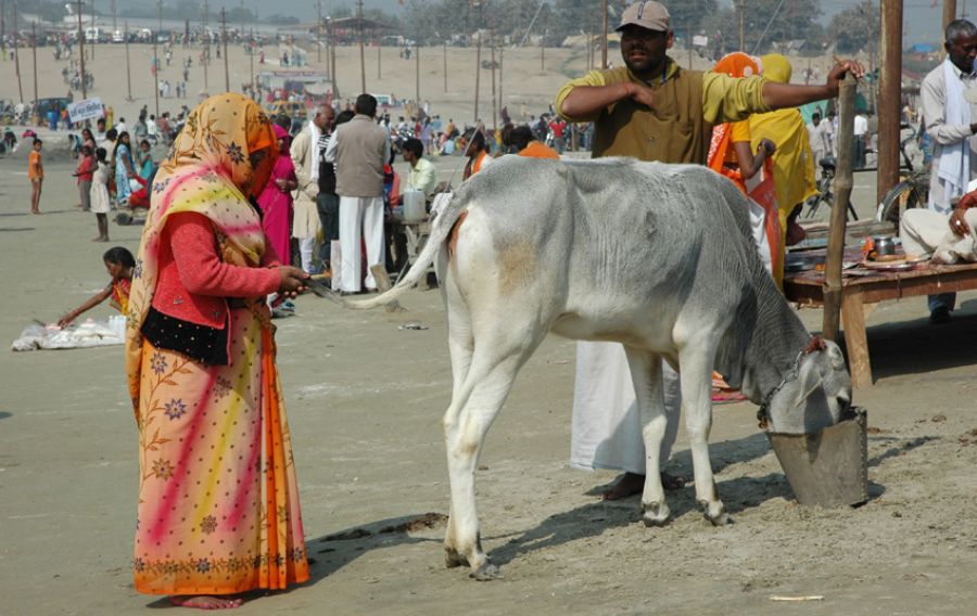 गोपुच्छ