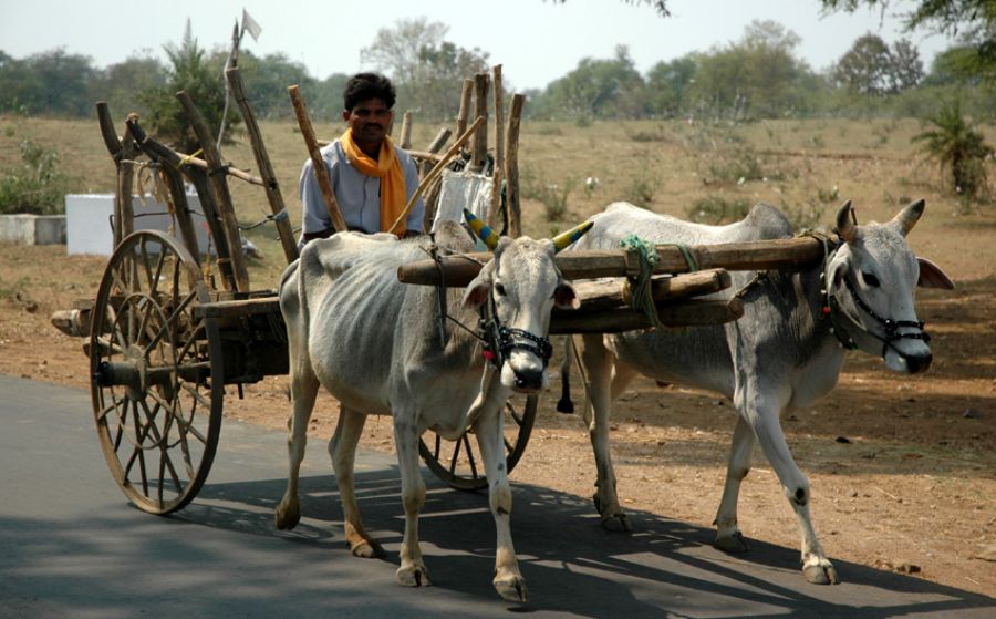 बैल